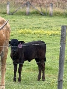 Horn Wine X August 26 Heifer