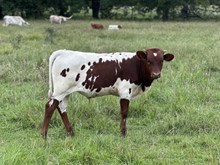 Steel Got It bull ‘25