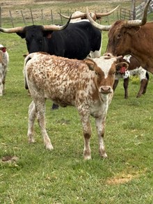 Charity 26 Heifer