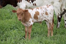 DW HIGHER BLISS X HL HEADS UP ‘26 Bull