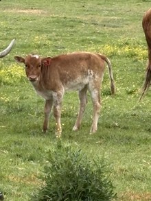Starlight 26 Heifer