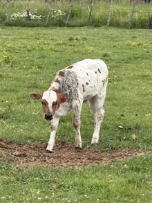 Remmi 26 Heifer