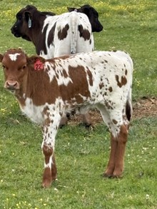 Northstar 26 Heifer