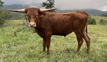 24-1 Steer