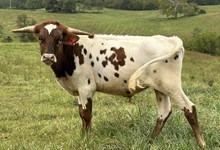 24-9 Steer