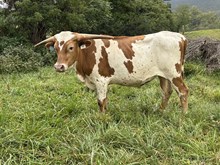 24-72 Steer