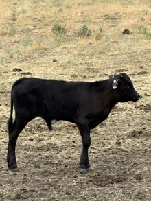Horn Wine X Red Hot 26 Bull