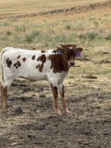 Drop It Like Its Hot X Clearly A Cowgirl 26 Heifer