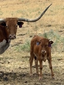 Locked N Loaded X Prime Shot 26 Heifer
