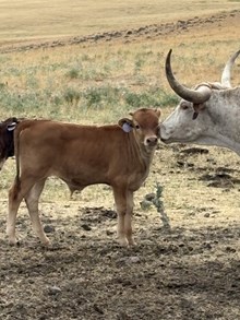 Drop It Like It’s Hot X Loaded Buttons 26 Bull