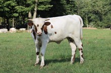 KILLER ROSE X MR BIG STUFF ‘26 HEIFER
