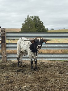 Hubbells 20 Gauge X Top Notch 25 Bull
