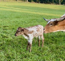 RCL Magic Lady X 20g’s Easy Catch FHR Bull