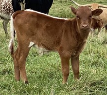 L4 lady gator x festus