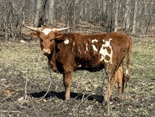 Heifer 4/25
