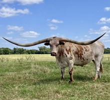 SPL RANGER