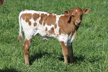 DW CUT N DANCE ‘26 HEIFER