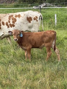 Locked N Loaded X Crowns Pacific Girl 26 Bull