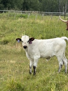 Reckon So X Breezy Bandita 26 Heifer