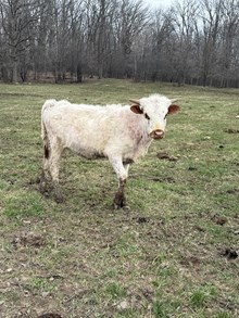 Heifer 9/25