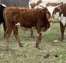 Bull Calf 6/25