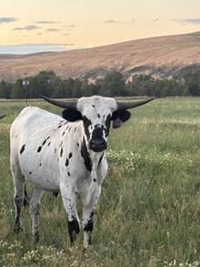Horn Wine X Iron Maiden 25 Heifer