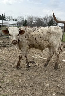 Bull Calf 11/25
