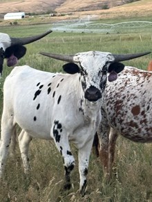 Horn Wine X Spice 25 Heifer