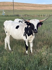 Horn Wine X Sugar 25 Heifer