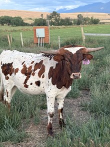Reckon So X Shy Blade 25 Heifer