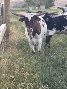 Reckon So X Ginger 25 Heifer