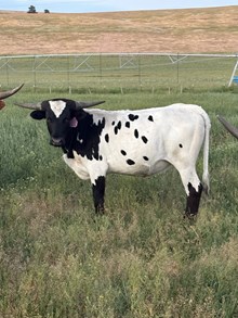 Horn Wine X Prime Shot 25 Heifer