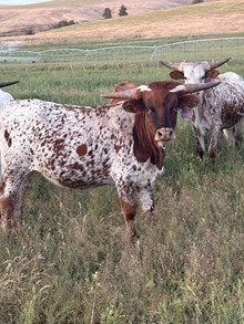 Reckon So X Miss Coyote 25 Heifer