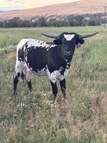 Horn Wine X Top Scotch 25 Heifer