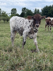 Heifer Calf