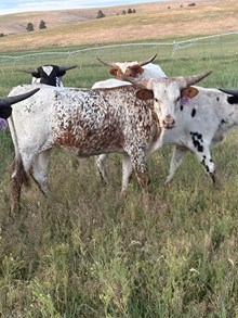 Reckon So X Sitka 25 Heifer