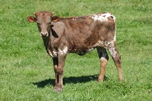 DW ROCK SILENTLY X SCHWARBOMB ‘26 HEIFER