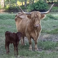 HIGHTUSI STEER