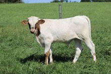 NOBLE DROP ‘26 Bull