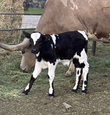 WL Swirly Rabbit Bull