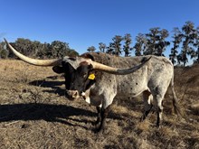Iron Cowboy