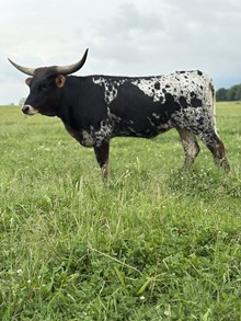 VF Dixie Twix