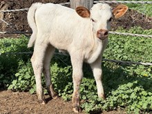 DiDi x DB Iron Sniper Heifer