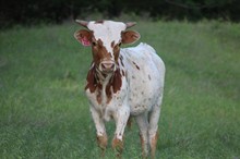 KANSAS COWBOY SS