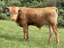 2025 Bull (Cindy Lou)