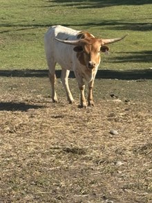 Tuff as Iron X Thirteen 25 Heifer