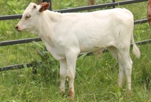 2022 BULL (ISABEL)