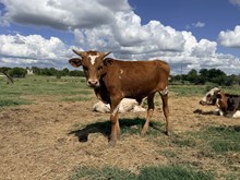 Kamo's calf