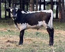 Bull Calf