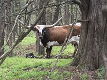 Black Magic x Bwana’s love bull